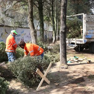 Inicia en Toluca acopio de árboles de navidad naturales