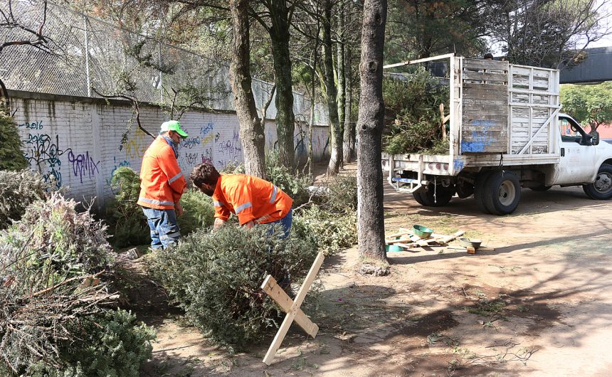 Inicia en Toluca acopio de árboles de navidad naturales