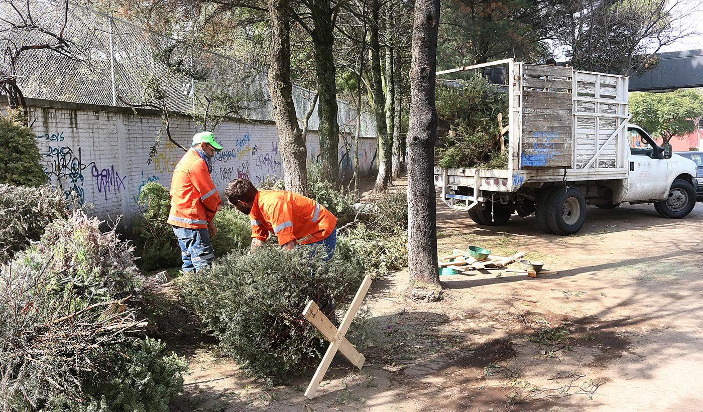 Inicia en Toluca acopio de árboles de navidad naturales - Ayuntamiento de  Toluca