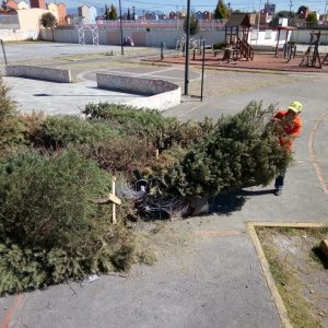 Exhortan autoridades a reciclar árboles de navidad “Para seguir dando vida”