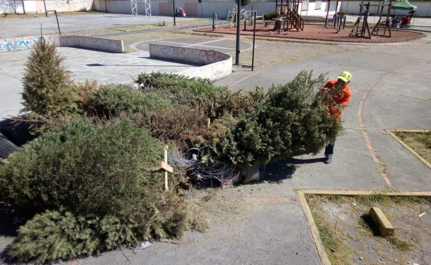 Camapaña Para seguir dando vida (5) Exhortan autoridades a reciclar árboles de navidad “Para seguir dando vida”