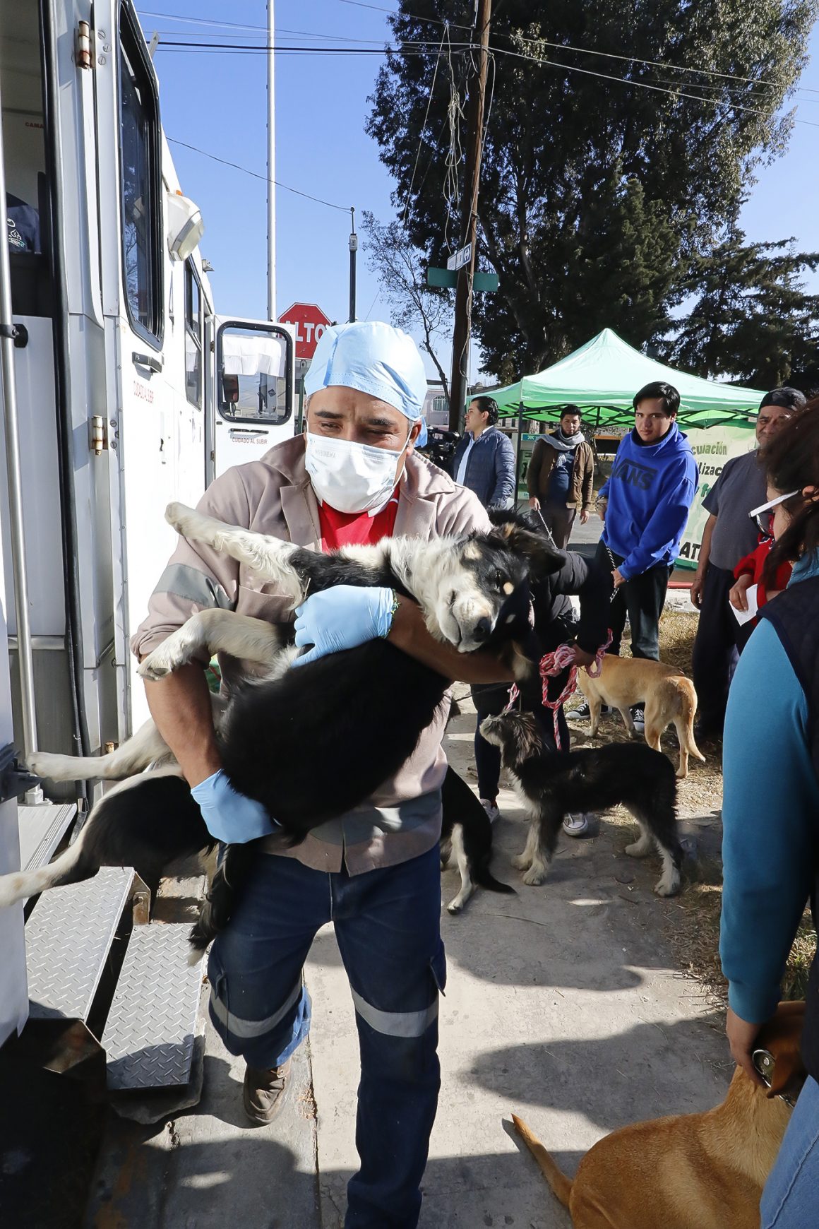 Gobierno de Toluca realizó  esterilizaciones a perros y gatos en Sauces III