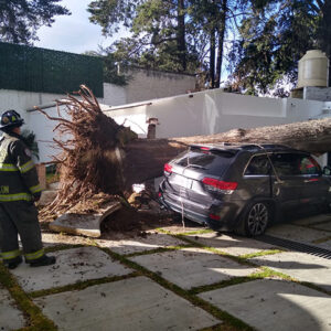 Atiende Protección Civil y Bomberos de Toluca caída de árboles por ráfagas de viento