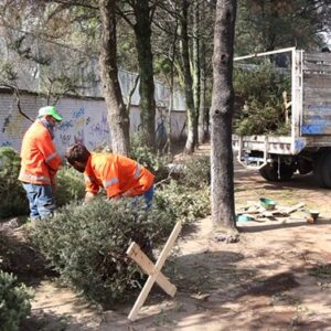 Inicia en Toluca campaña de acopio de árboles naturales de navidad