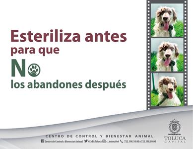 Esterilizados en Toluca más de 36 mil perros y gatos