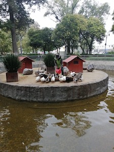 Brinda Toluca mantenimiento al estanque de patos del Parque Cuauhtémoc–Alameda