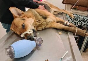 La sobrepoblación canina no se resuelve matando, sino esterilizando: autoridades de Toluca