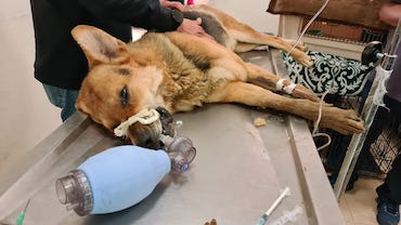 La sobrepoblación canina no se resuelve matando, sino esterilizando: autoridades de Toluca