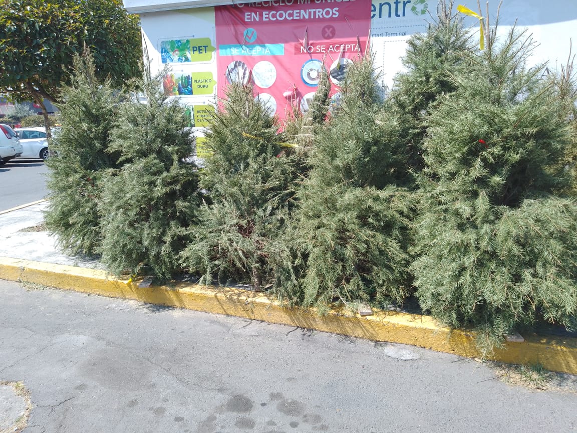 Inicia Toluca acopio de árboles de Navidad para su reciclaje