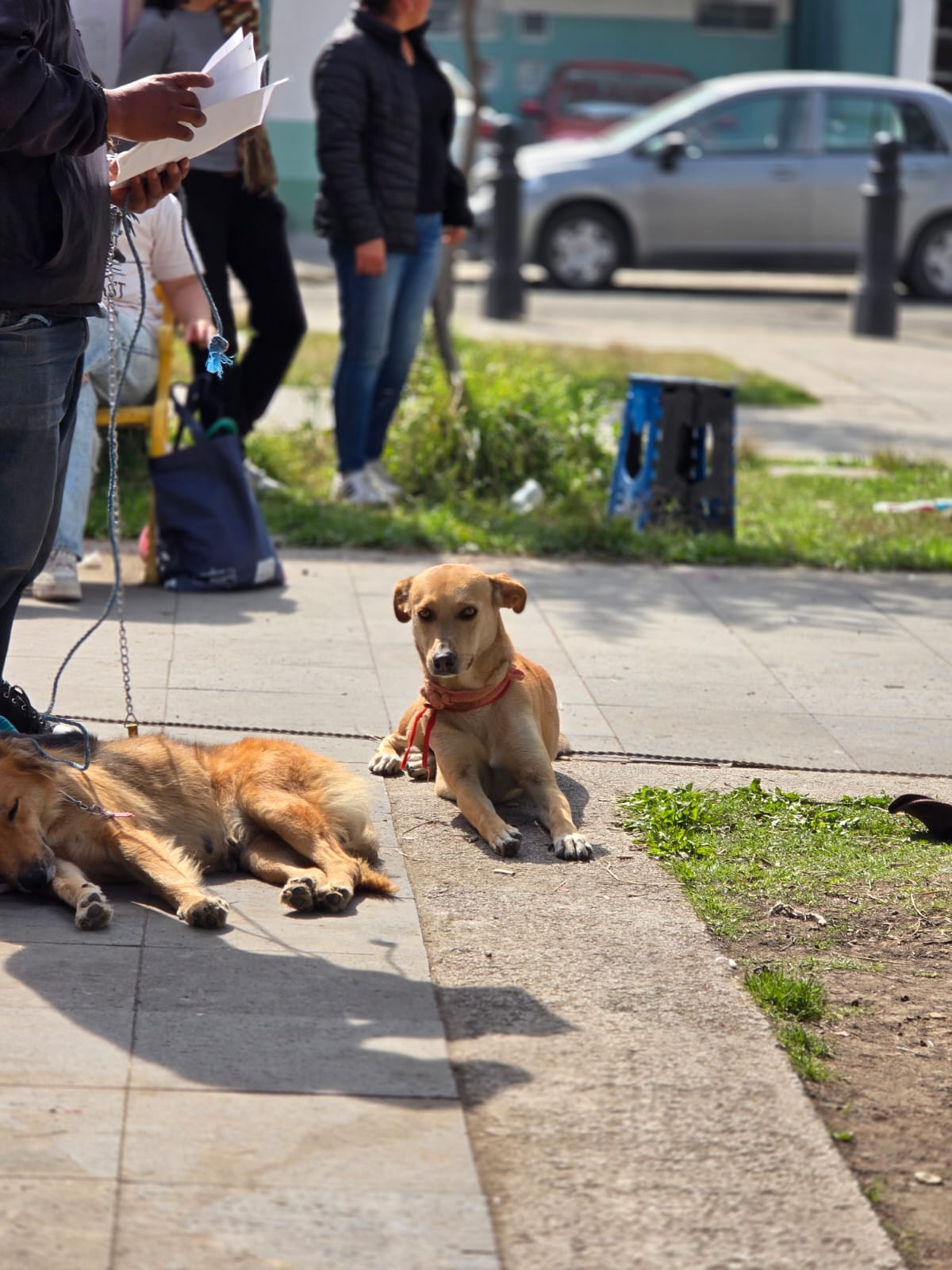 Acerca Toluca esterilización de perros y gatos a delegaciones