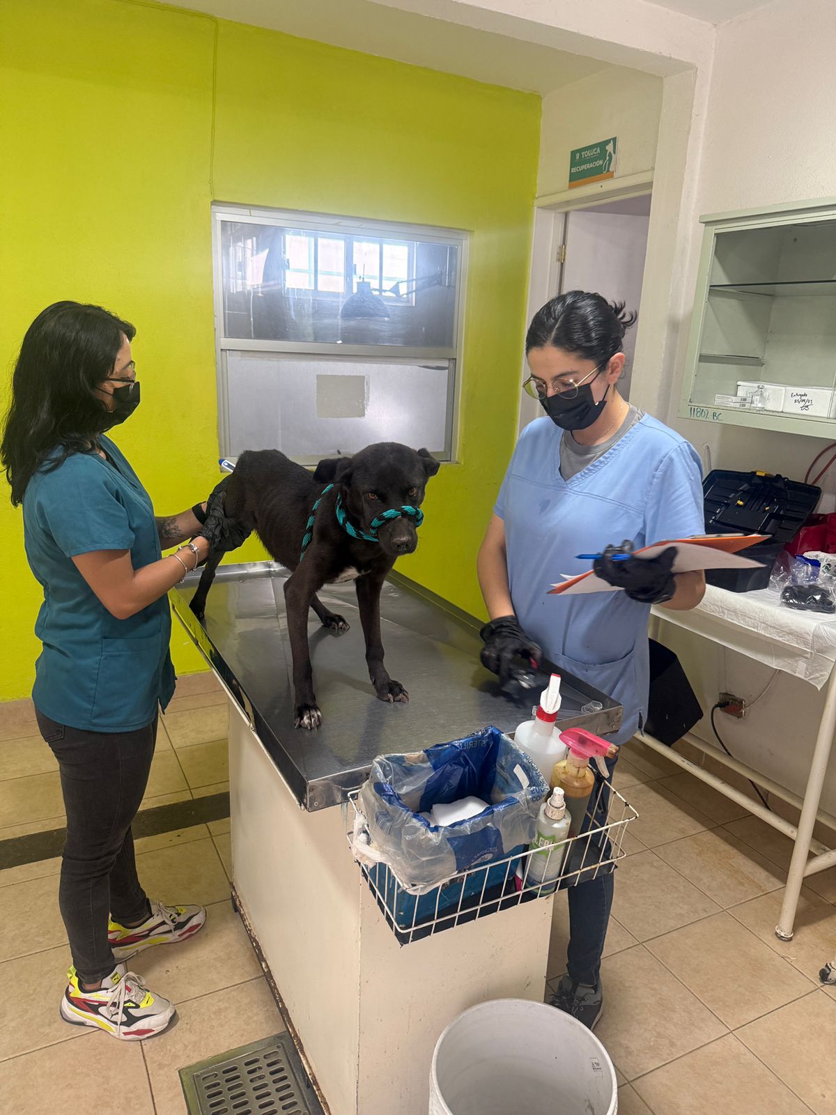 Atiende Gobierno municipal a caninos maltratados en San Pedro Totoltepec
