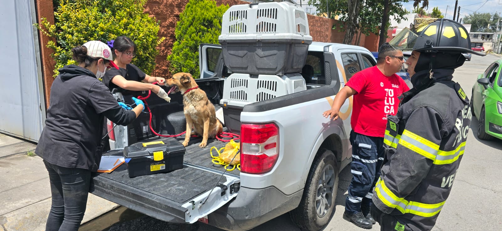 Rescata Gobierno municipal a tres seres sintientes en situación de peligro