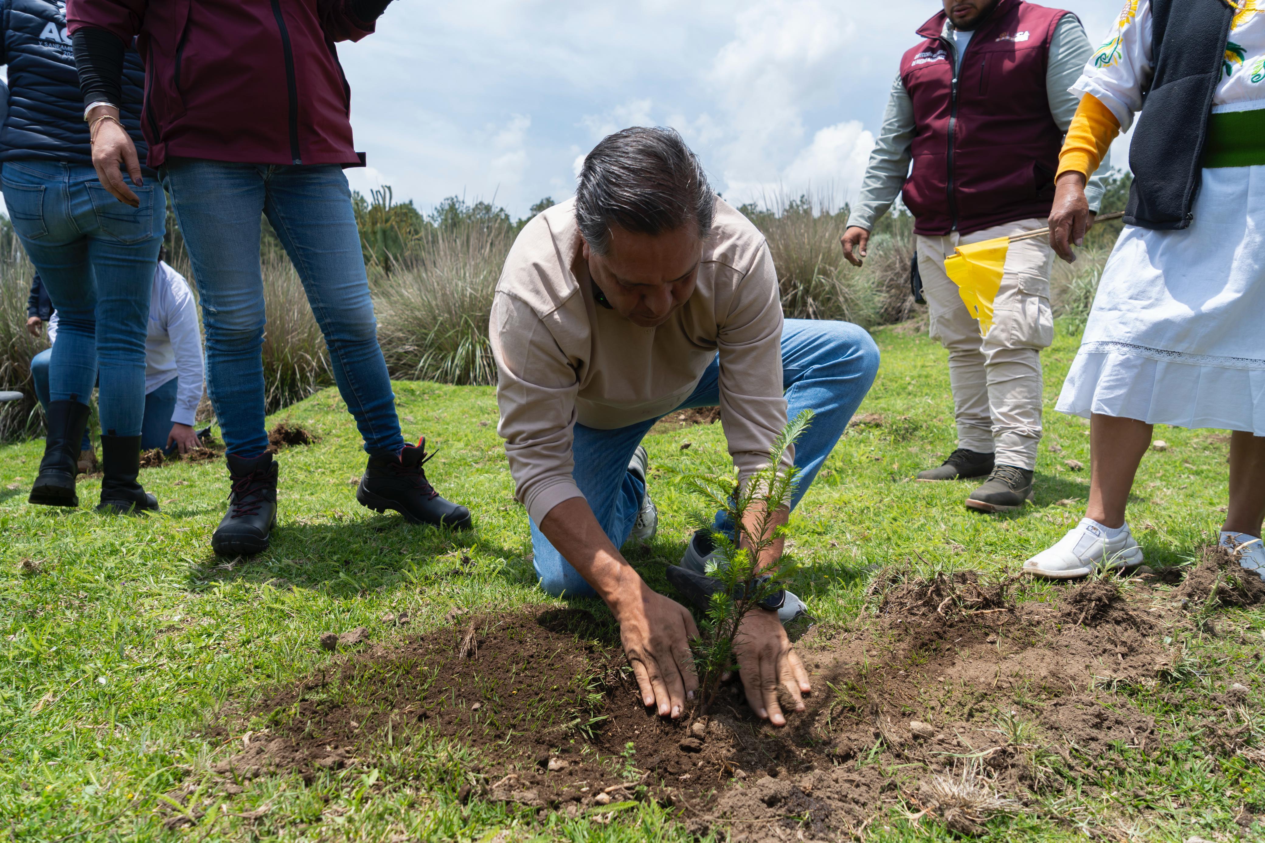 Toluca se pone verde y rompe récord con la siembra de más de 10 mil árboles un un solo día
