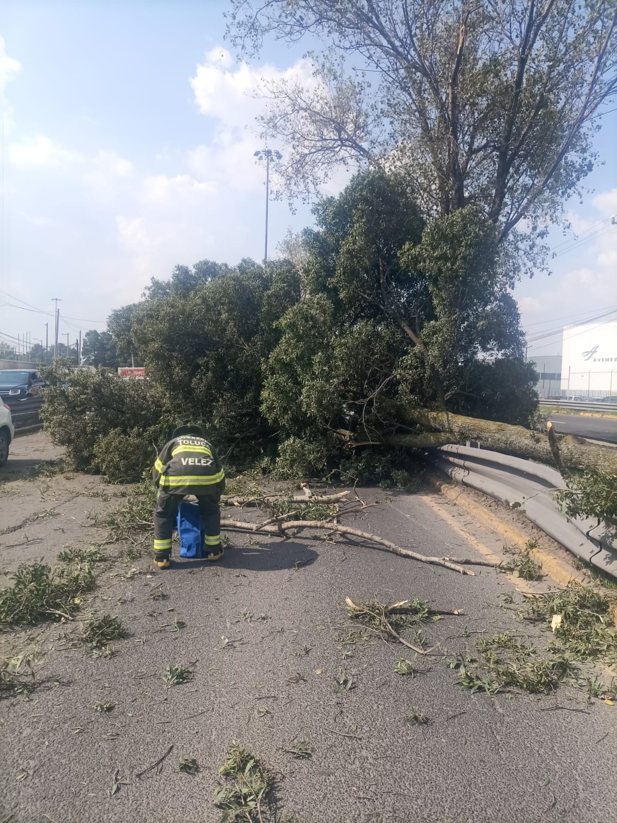 Retira PC y Bomberos de Toluca árbol al piso en Aeropuerto