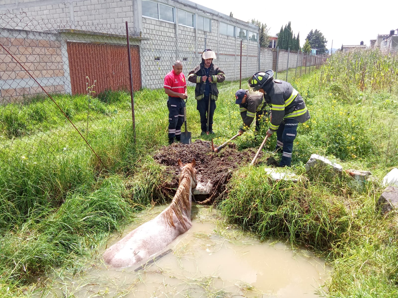 Rescata Protección Civil y Bomberos a caballo que cayó a una zanja