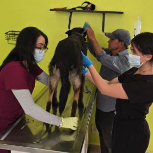 Recomienda Gobierno de Toluca manejar con precaución para evitar atropellar a seres sintientes