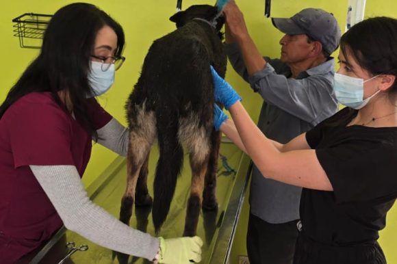 Recomienda Gobierno de Toluca manejar con precaución para evitar atropellar a seres sintientes