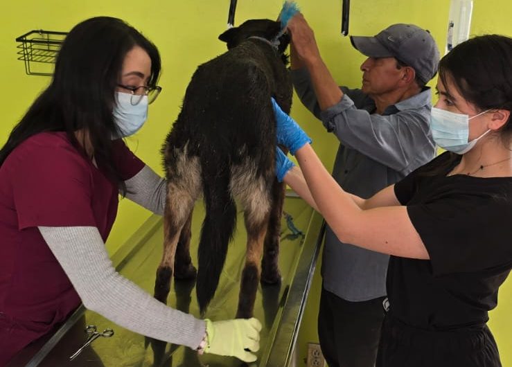 Recomienda Gobierno de Toluca manejar con precaución para evitar atropellar a seres sintientes