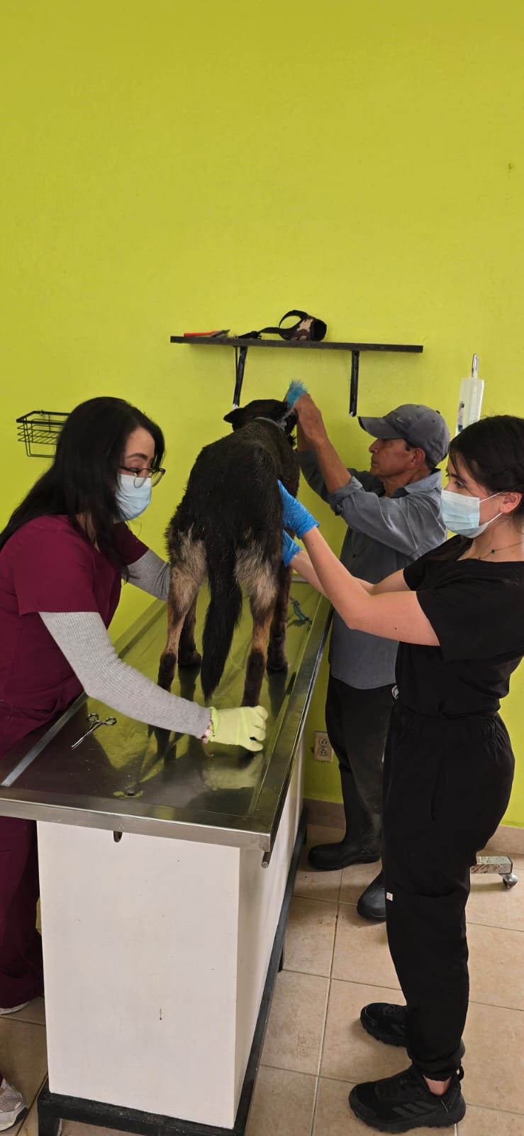 46a782e6-2d94-4f26-9008-f7c0fd1a4dc1 Recomienda Gobierno de Toluca manejar con precaución para evitar atropellar a seres sintientes