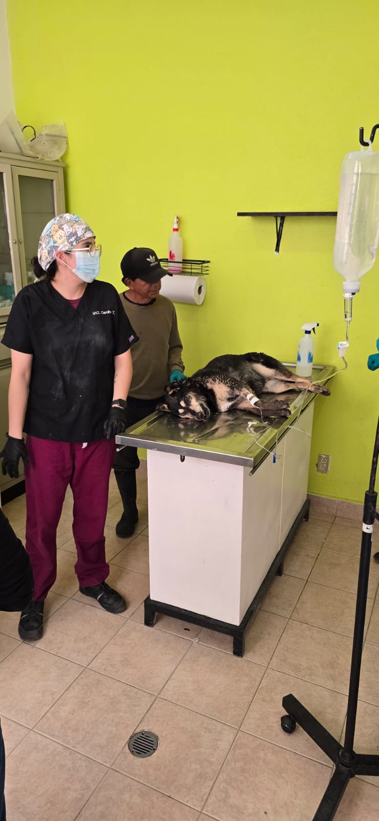 Rescata CCyBA a perrita envenenada en Tlacotepec