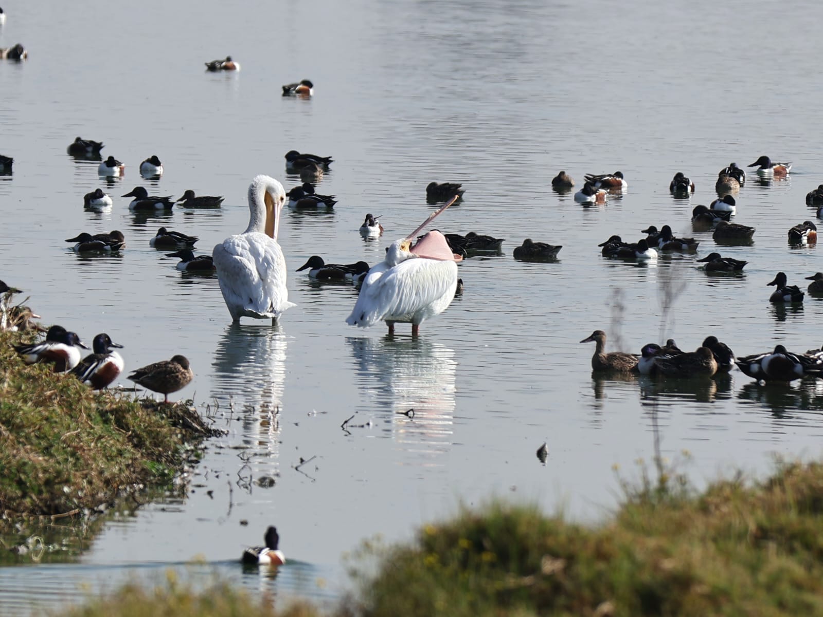 Impulsa Ricardo Moreno “Alas de Altura” para promover la conservación de humedales en el municipio