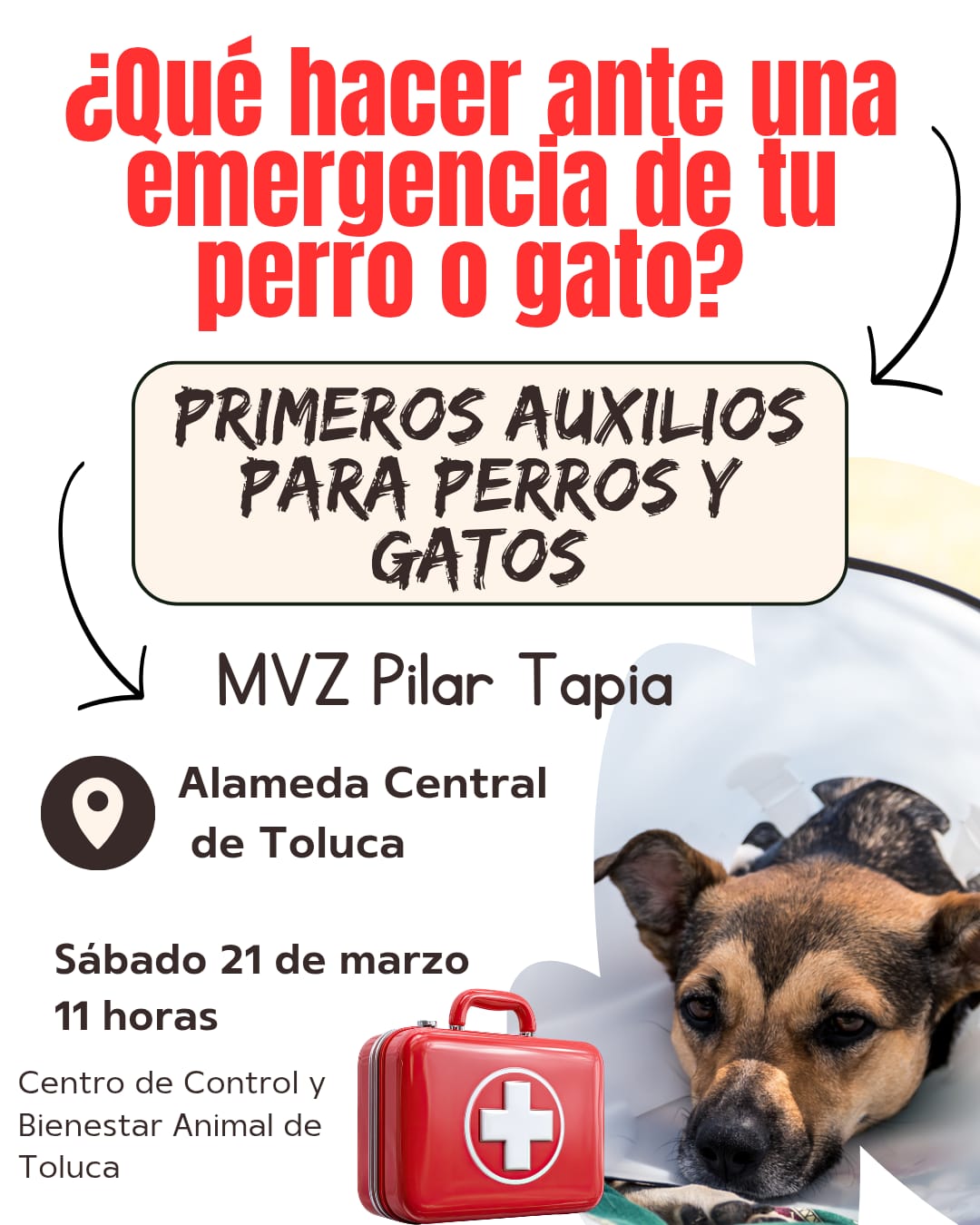 Invita Toluca a paseos más divertidos y agradables con tu perro