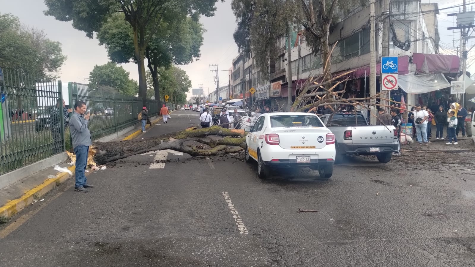 Atiende Protección Civil de Toluca caída de árbol en Boulevard Isidro Fabela