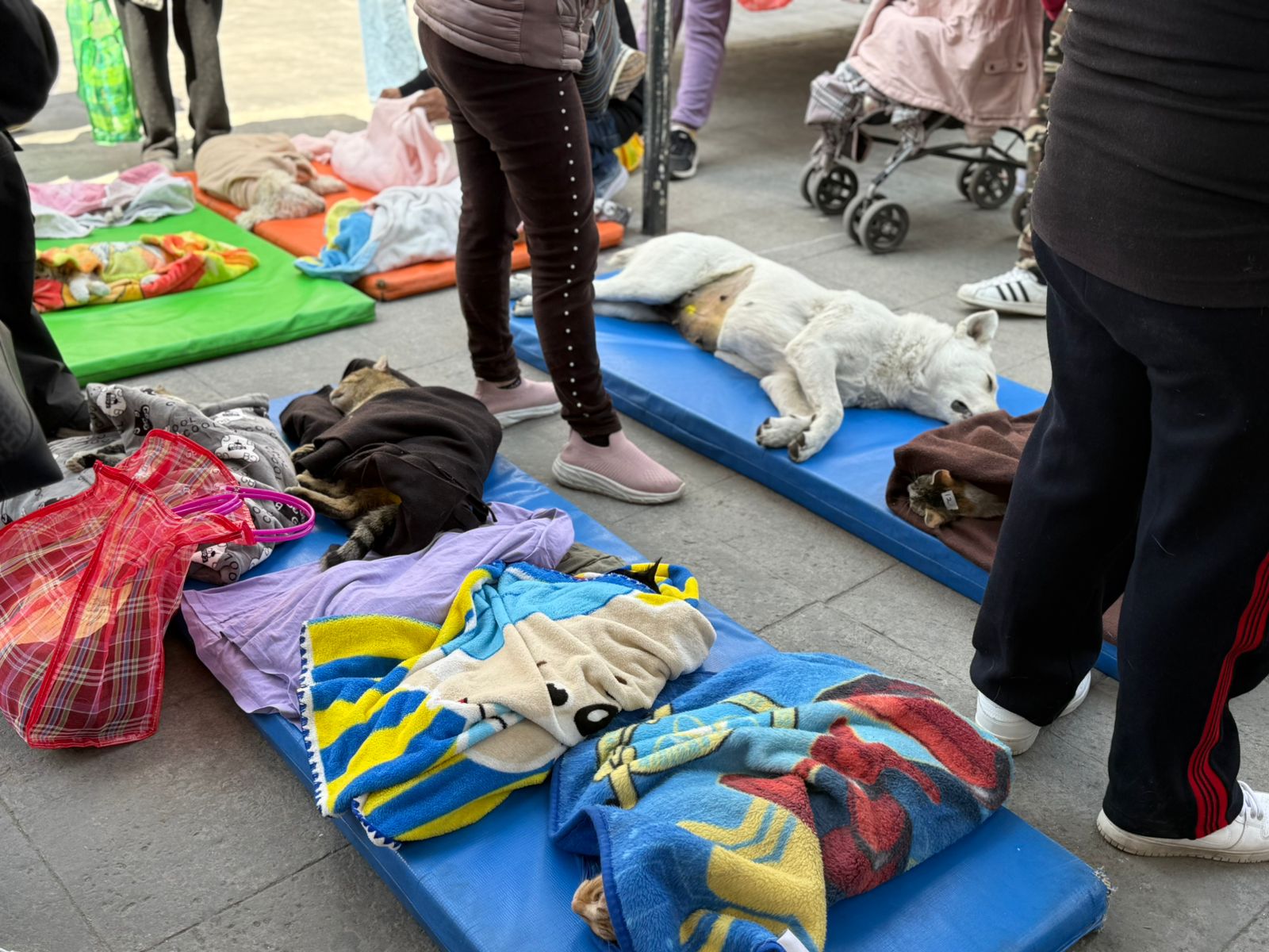3161f0a5-81c7-4b14-8a73-7ff07304ed8a Mantiene CCyBA Toluca servicios de vacunación y esterilización en vacaciones