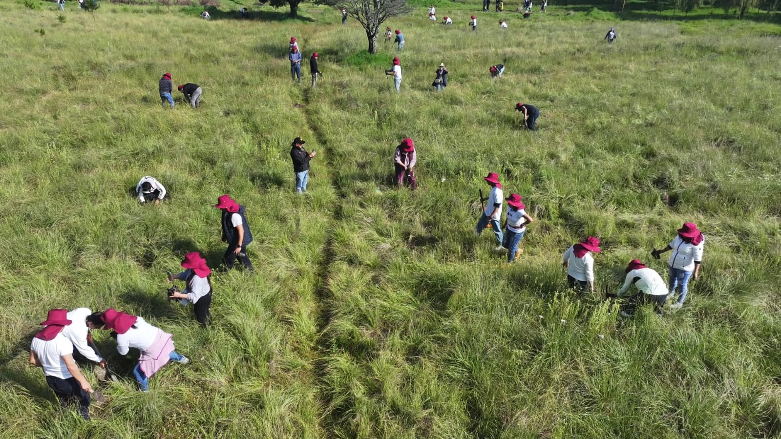 4d9c31c1-2a16-448c-aecd-0eee722b52de Miles de manos toluqueñas plantan 15 mil árboles y plantas