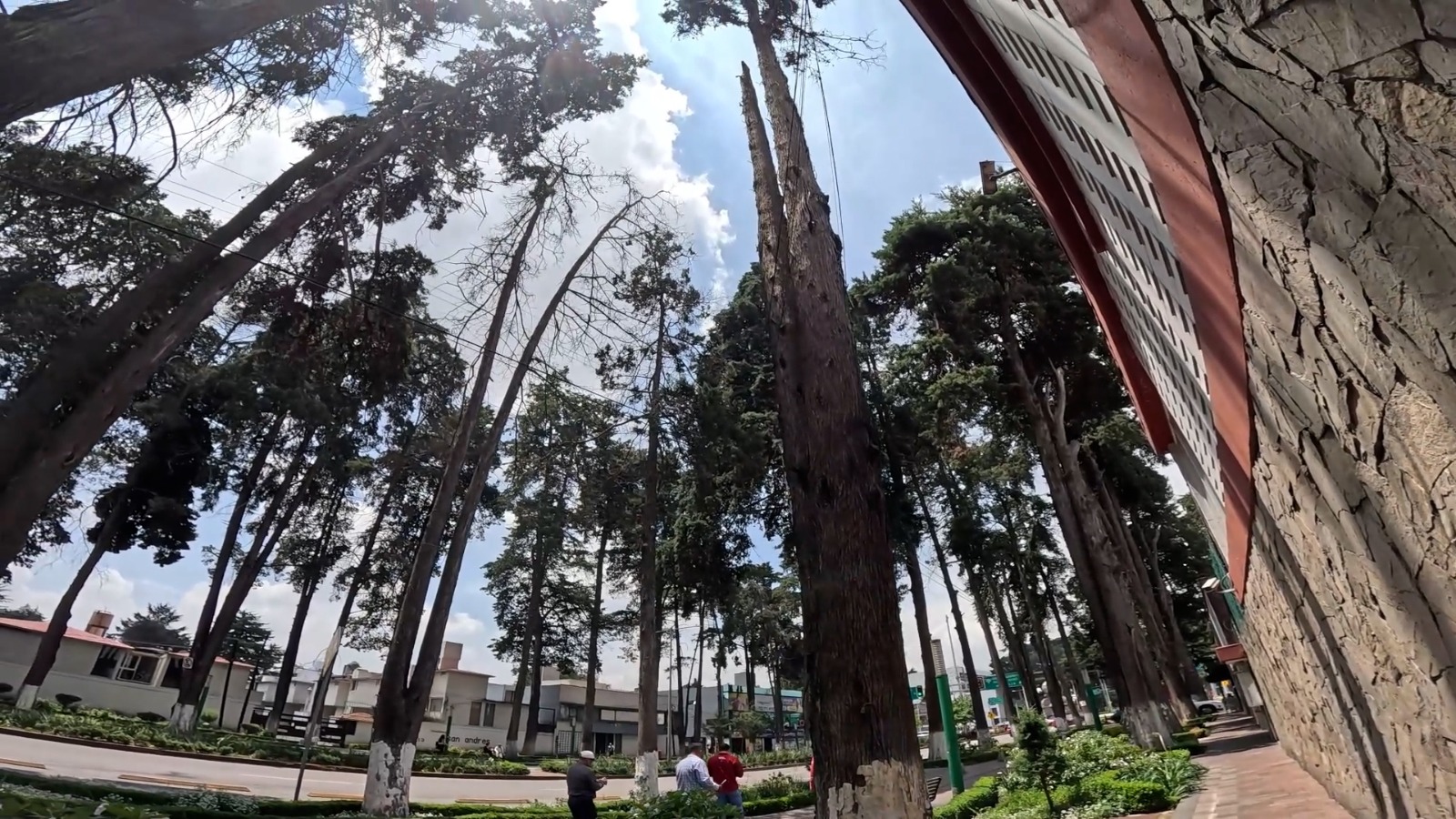 Instruye Ricardo Moreno sustituir y retirar arboles que ponen en riesgo a la población