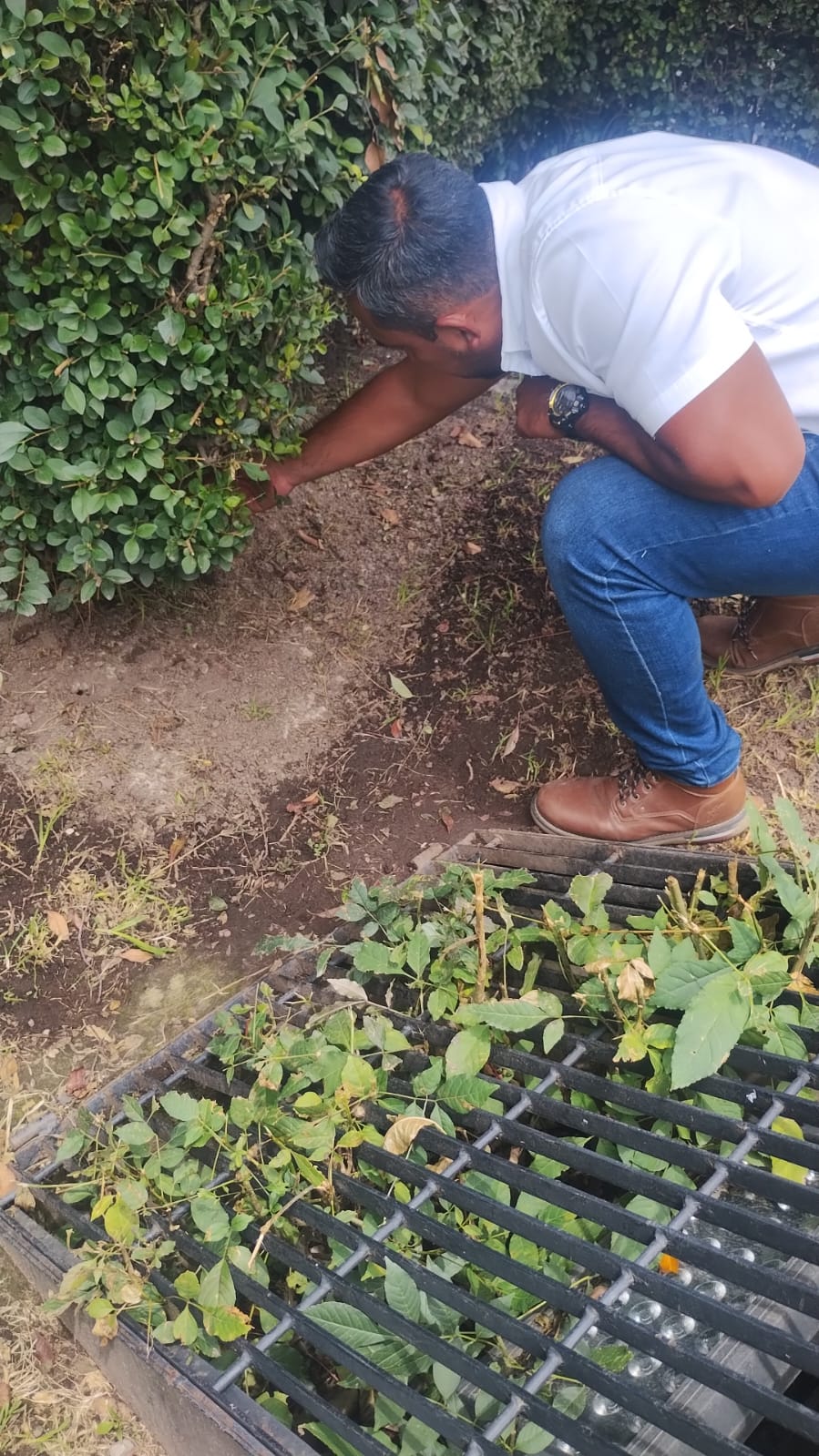 Realiza Gobierno de Toluca acciones integrales para el control de plagas en el Parque Urawa