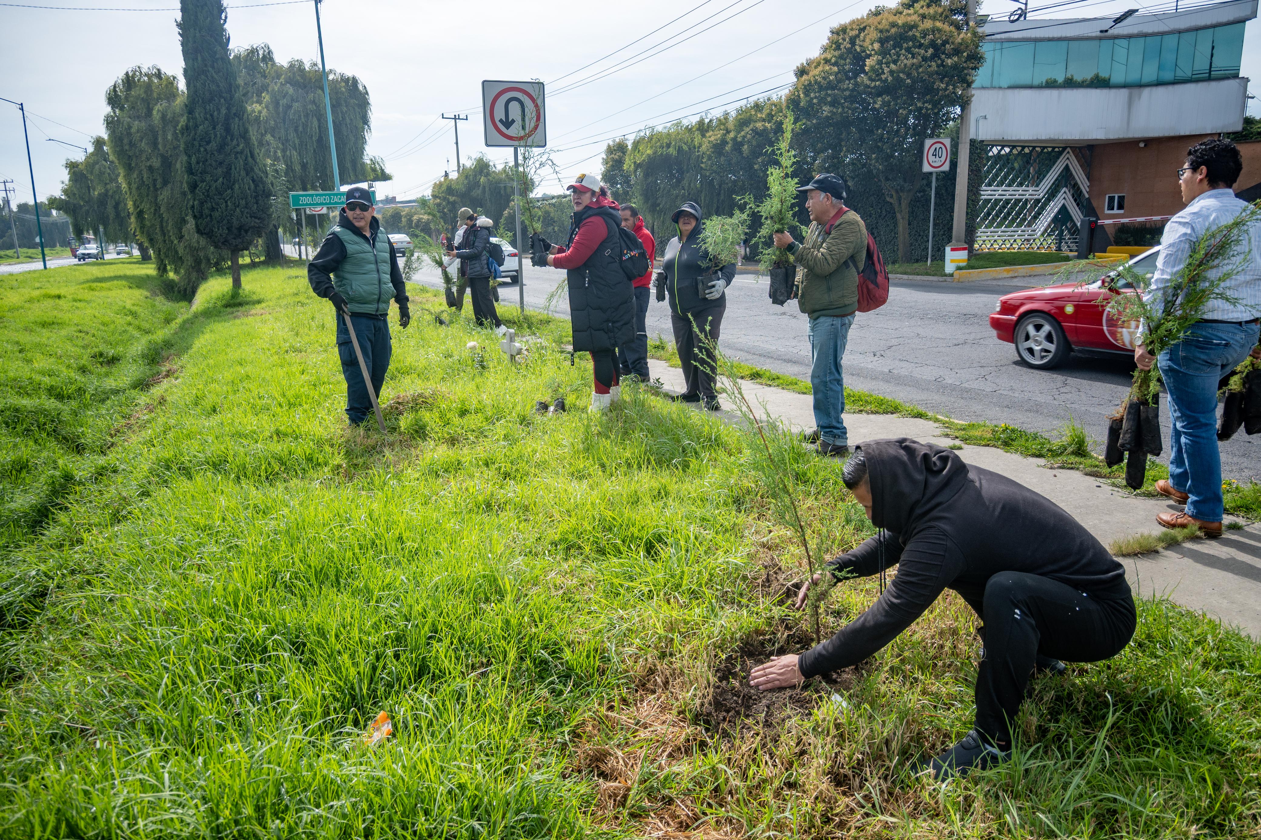 Reforesta Toluca Calzada del Pacífico con mil 100 árboles para convertirla en una atractiva zona verde