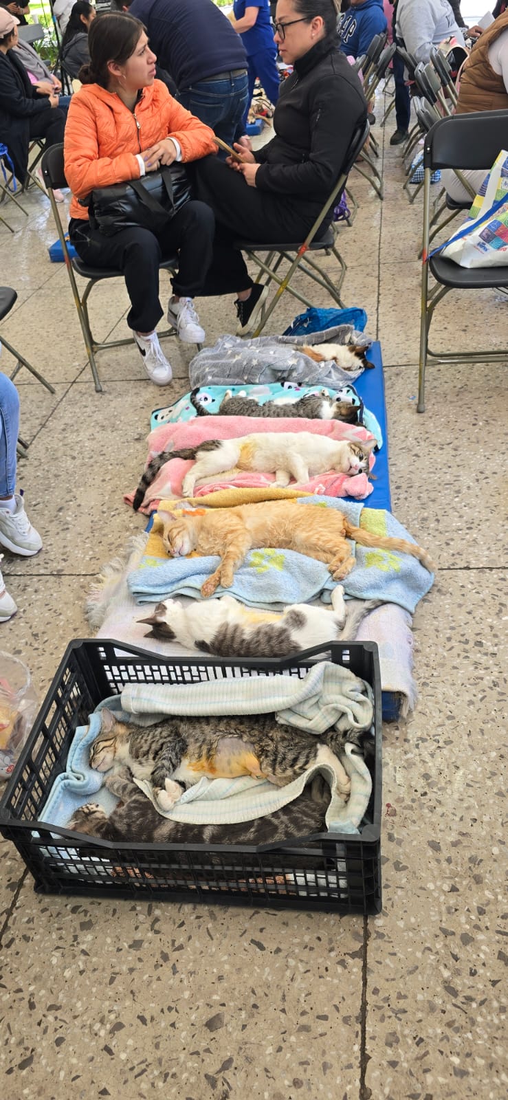 Impulsa Ricardo Moreno servicios de bienestar animal en zona Norte de Toluca