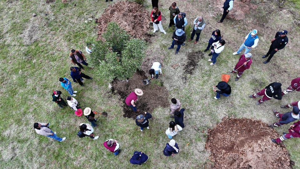 Planta Toluca árboles de olivo para fortalecer la recuperación ambiental del Cerro del Perico