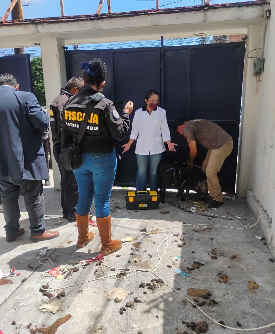 Rescatan a dos lomitos en condición de abandono en Toluca