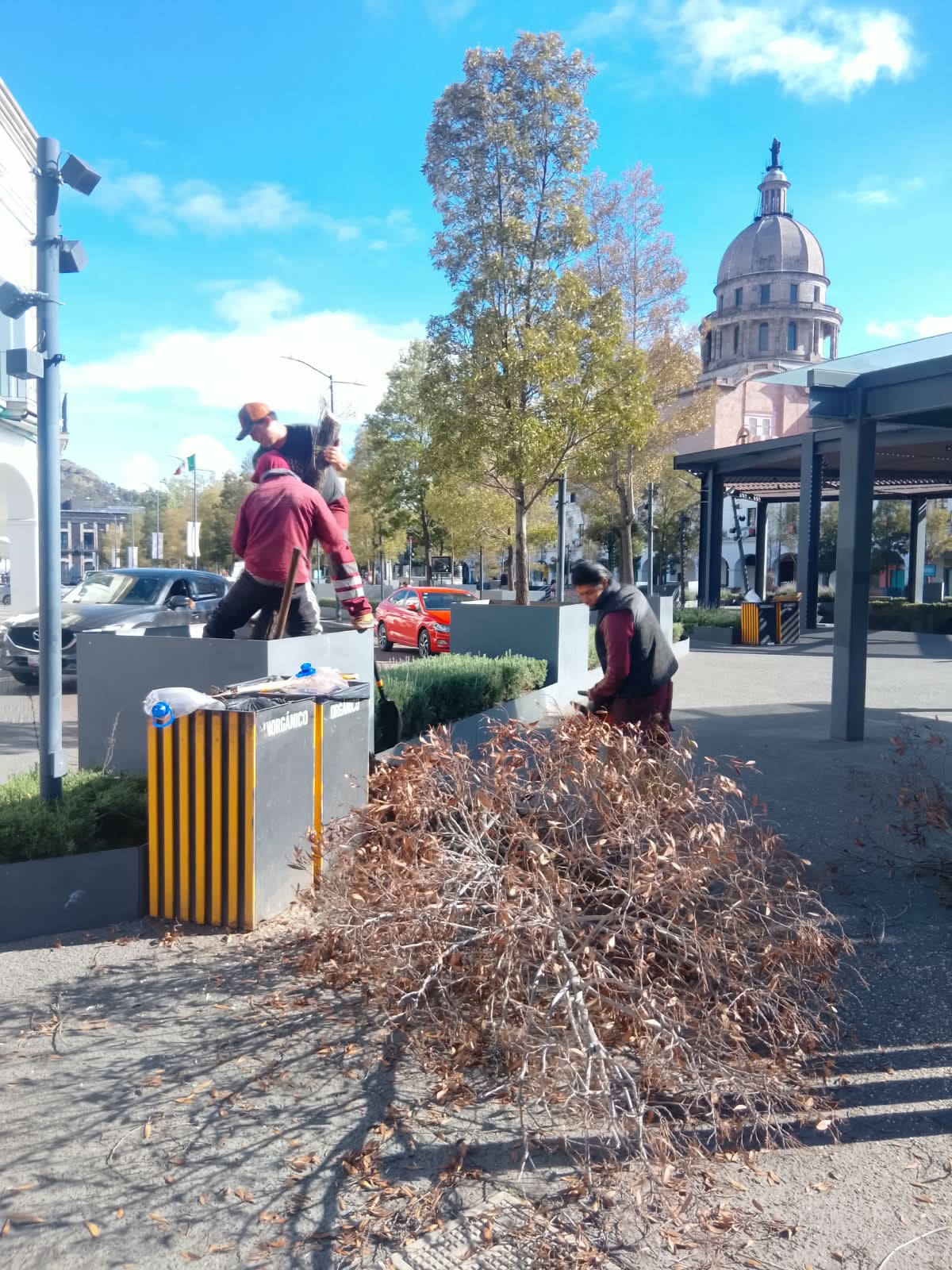 Sustituyen por nuevos ejemplares 11 árboles secos y muertos en pie en la Plaza González Arratia