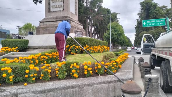Se viste Toluca de amarillo y se llena del olor de la tradición con 18 mil macetas de cempasúchil