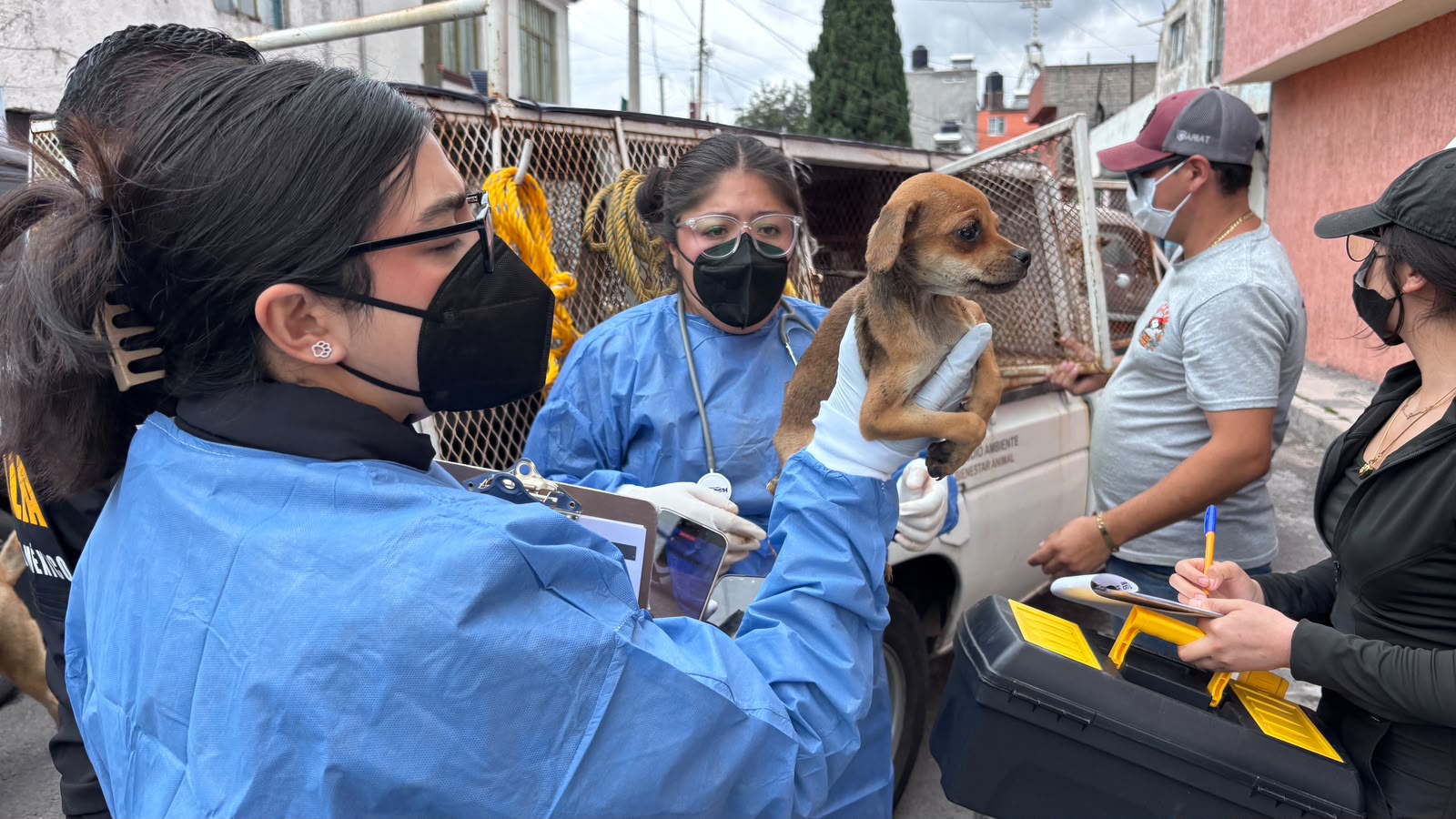 Rescatan en Toluca 11 animales durante cateo por presunto maltrato animal
